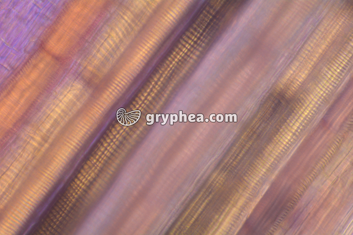 Vaisseaux conducteurs de sève - Poireau x100  - gryphea.org